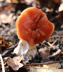 Gyromitra fastigiata