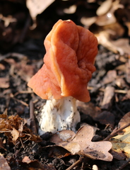 Gyromitra fastigiata