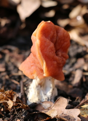 Gyromitra fastigiata