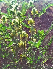 Astragalus vulpinus