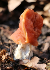 Gyromitra fastigiata