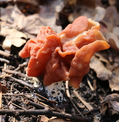 Gyromitra fastigiata