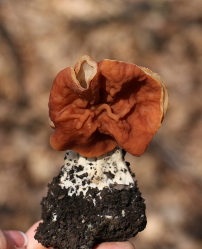 Neogyromitra grandis