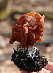 Gyromitra fastigiata