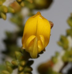 Aspalathus pinguis pinguis