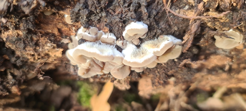 Auricularia mesenterica · December 2025 · photo: © artgelling (iNaturalist, cc0)