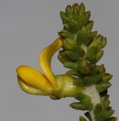 Aspalathus pinguis pinguis