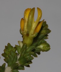 Aspalathus pinguis pinguis