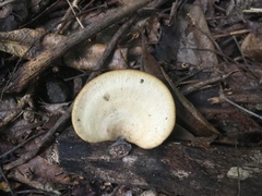 Favolus fuscolineatus