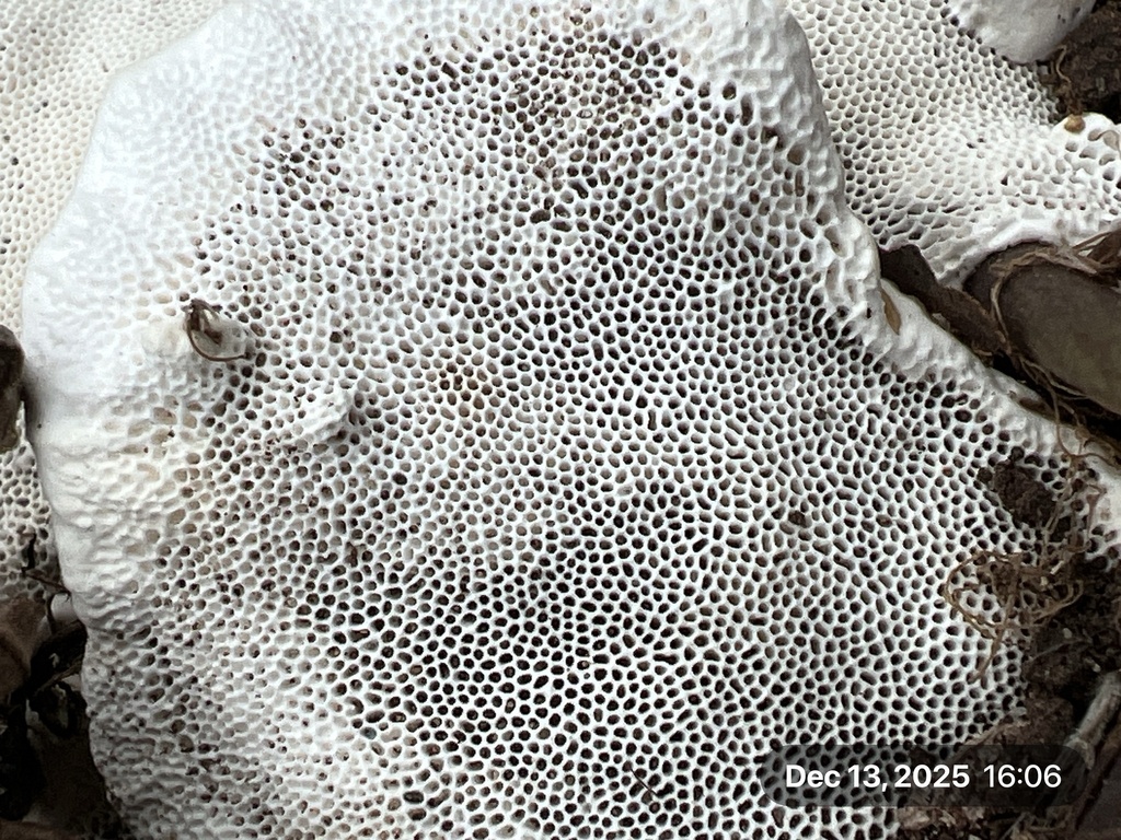 Trametes lactinea · December 2025 · photo: © healthyyards (iNaturalist, cc0)