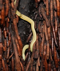 Fletchamia mediolineata