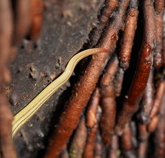 Fletchamia mediolineata