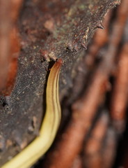 Fletchamia mediolineata