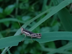 Pseudoxya