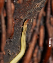 Fletchamia mediolineata