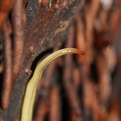 Fletchamia mediolineata