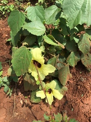Abelmoschus esculentus