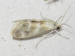 Noctueliopsis puertalis