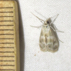 Noctueliopsis puertalis