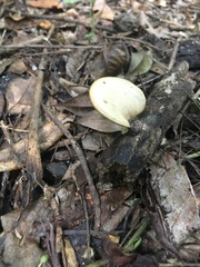 Favolus fuscolineatus