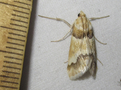 Pseudoschinia elautalis