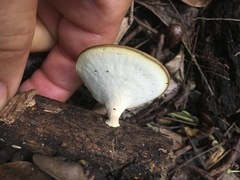 Favolus fuscolineatus