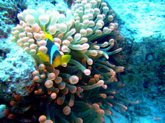 Entacmaea quadricolor