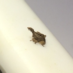 Stephanorhynchus crassus