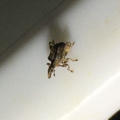 Stephanorhynchus crassus