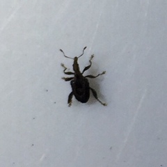 Stephanorhynchus crassus