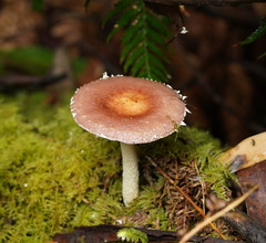 Stropharia formosa