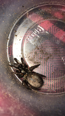 Aptostichus icenoglei