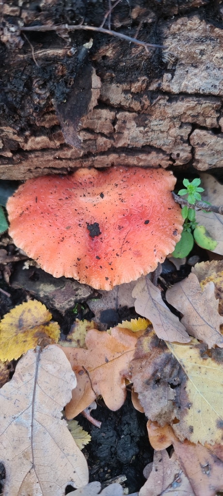 Rhodotus palmatus · December 2025 · photo: © artgelling (iNaturalist, cc0)