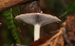 Stropharia formosa