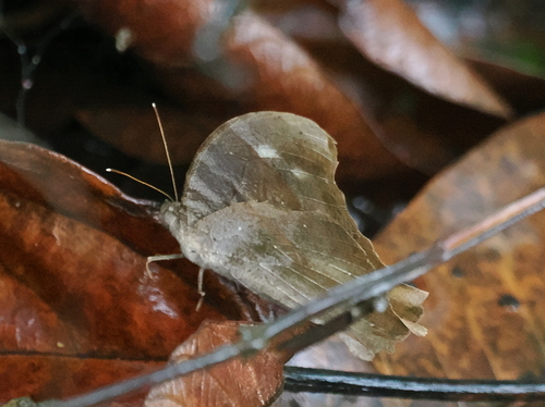 Violet-eyed Evening Brown