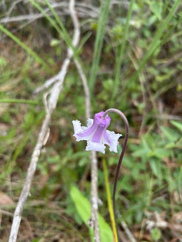 Baldwin's Clematis (Clematis baldwinii)