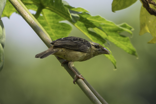 Chestnut-and-black Weaver (Ploceus castaneofuscus), photo 3