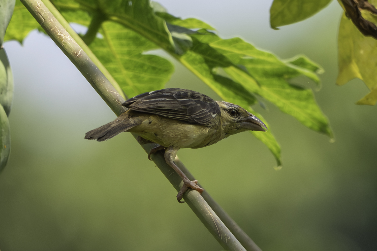 Chestnut-and-black Weaver (Ploceus castaneofuscus), photo 8