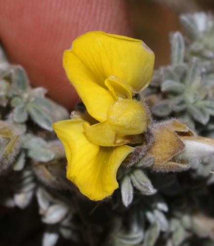Quartz Renosterpea (Polhillia curtisiae)