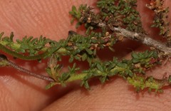 Jamesbrittenia atropurpurea