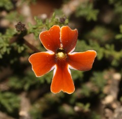 Jamesbrittenia atropurpurea