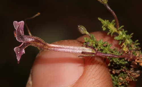 Image of Jamesbrittenia atropurpurea by (c) Brian du Preez, some rights reserved (CC BY-SA)