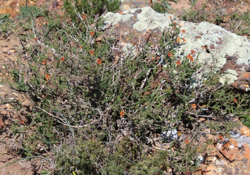Image of Jamesbrittenia atropurpurea by (c) Brian du Preez, some rights reserved (CC BY-SA)