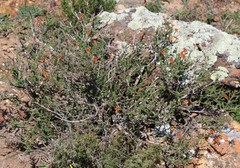 Jamesbrittenia atropurpurea