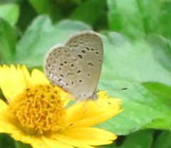 Zizeeria knysna knysna