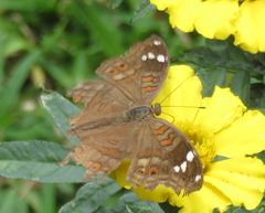 Junonia natalica natalica