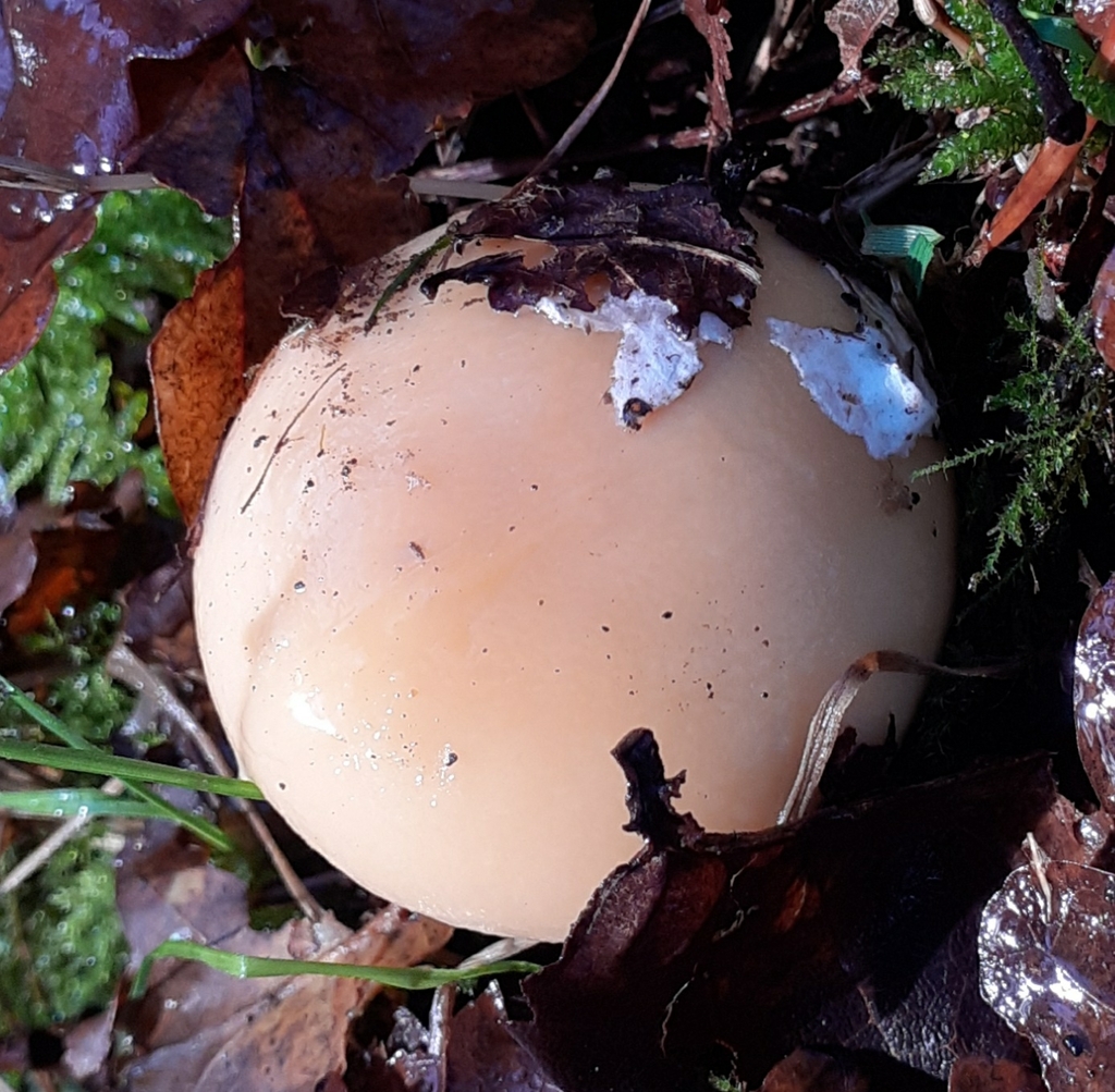 Amanita junquillea · December 2025 · photo: © bogsuckers (iNaturalist, cc-by)