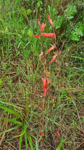 Indokwe (Gladiolus melleri)