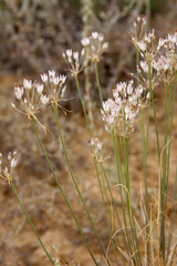 Allium inaequale