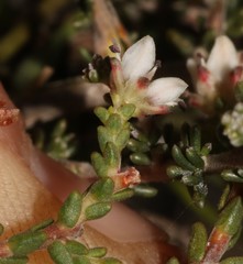 Diosma passerinoides